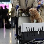 Những quy định khi mang thú cưng lên máy bay cần biết?