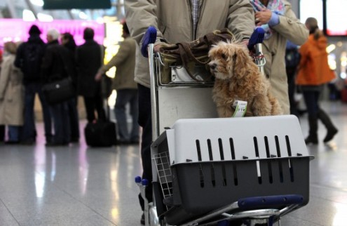 Những quy định khi mang thú cưng lên máy bay cần biết?