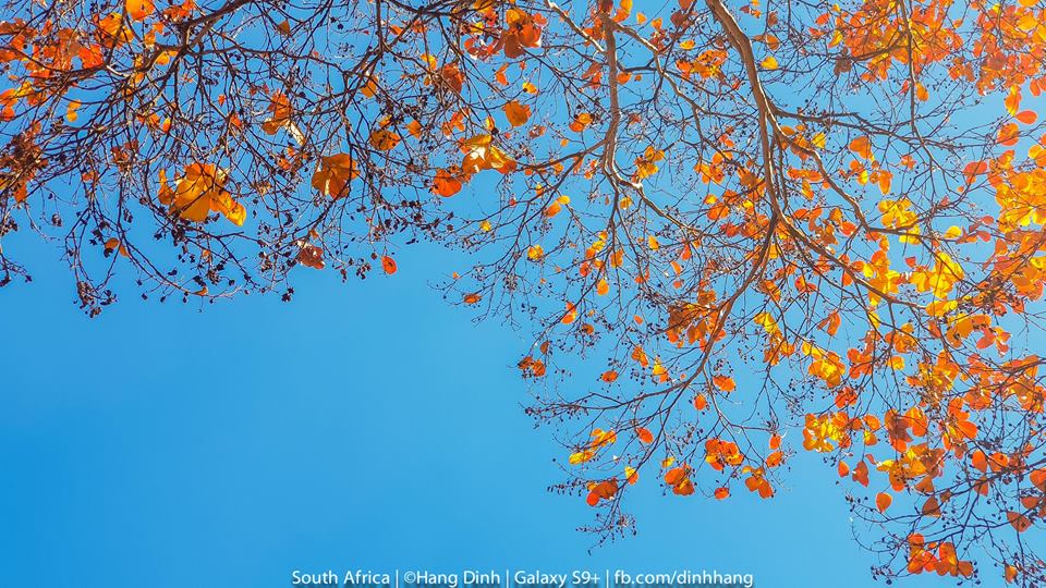 Có một mùa Thu rất ngọt ở Nam Phi - Dinh Hang's Travels