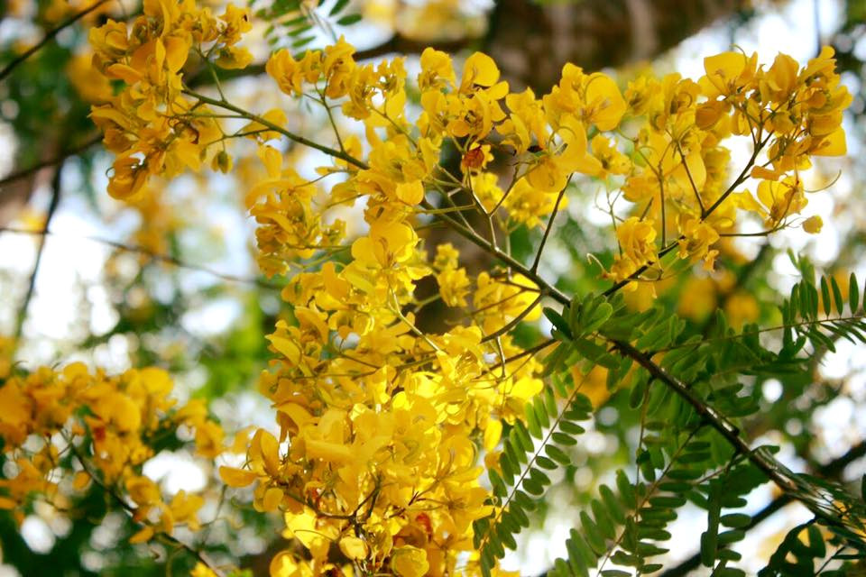 Ngất ngây trước rừng hoa muồng vàng rực ở Gia Lai