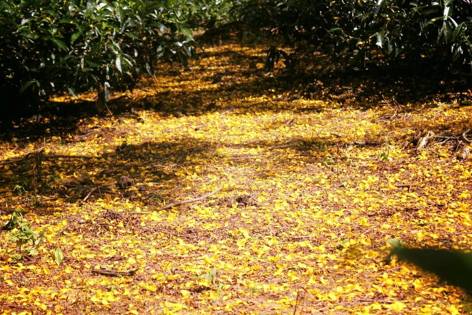 Ngất ngây trước rừng hoa muồng vàng rực ở Gia Lai
